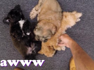 XXX PAWN - Things Get Weird When Valerie White Brings Puppies Into Our Shop