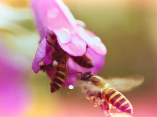 Male flower gets pistil pumped by dirty voyeur