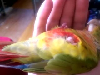 Kiwi and the multivid part 1