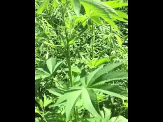 My  plants