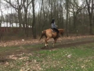 Horses