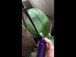 Real Orchid Gets Fucked by Fake Dick! (w/Fake Cumshot!)