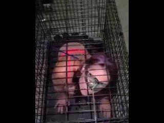 Master caged his tiny slave 
