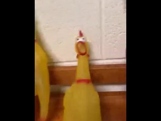 Playing with 17 Cocks