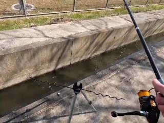 お金が無いからドブの鯉を釣って食べる
