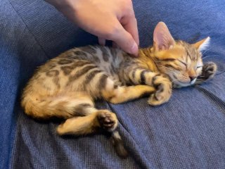 Kitty relaxes 