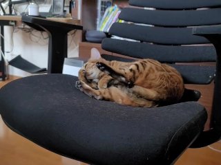 You see a kitty 