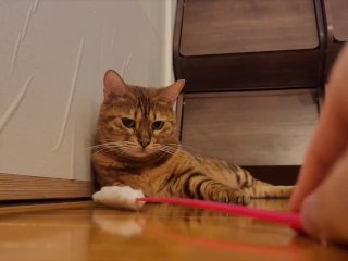 Shy pussycat are too nervous to play well.
