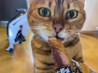 子猫ちゃんにご飯を見せたら満足できずにおかわりを要求してしまう