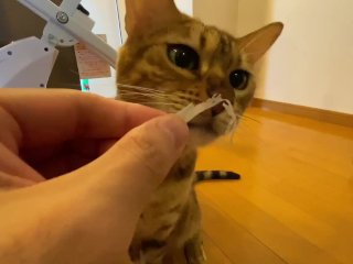 Cute little kitty eats her food right in front of you ... . Have you ever seen such a cute little gi