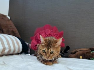 A furry pussy in a sexy dress stares at you on your bed ... . A romantic night begins.