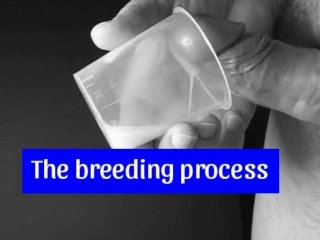 The breeding process