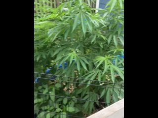 Outdoor 2023 cannabis grow