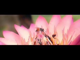 Test Video 01