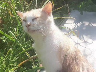 Cute kitty