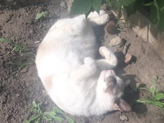 Tim's cat