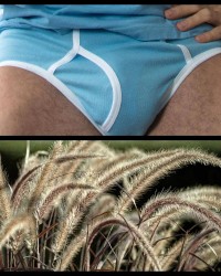 Classic Briefs photo