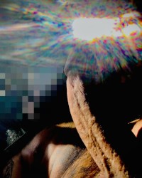 The Perfect Dick photo