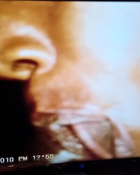 Swallow that bbc photo