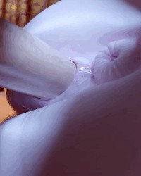 Celestia Pony Girl photo
