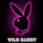 Wild_Rabbit_1st