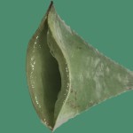 Dendrophilic