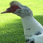 Cornucopians