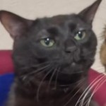 Javar