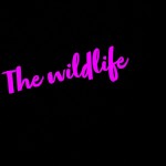 TheWildLife