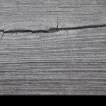 Alpha pup Shadow Wolf