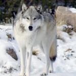 browneyebabygirl1982