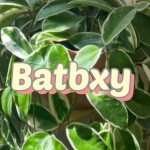 Batbxy