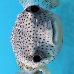 StellaVargos