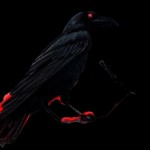 Aurei_Draconis
