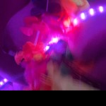 Ropinkyrose