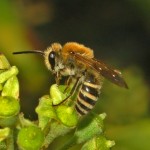 Teo Colletes