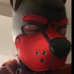 dizzy doggie