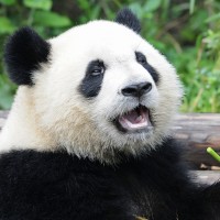 pandapie13