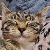 BeeveeKitty