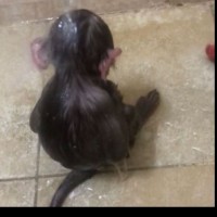 Penrick10