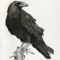 Pontiakoff