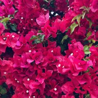 briebriees