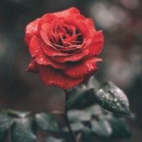 QueenRose20