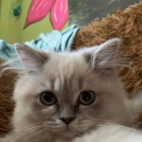 Sweety story