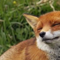 Naughtylorr
