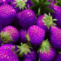 Purplestrawberries