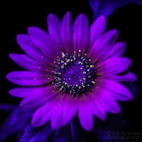 Purplesunflowers21