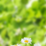 Vanila flowers