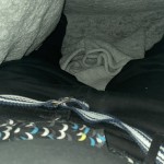 Los_kingdom