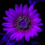 Purplesunflowers21